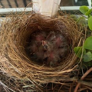 Meet your Posher, Pauline